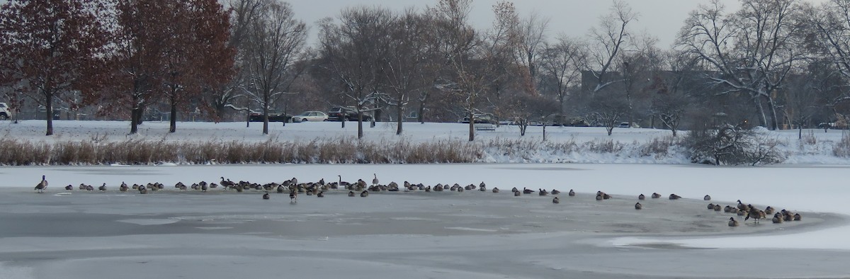 Canada Goose - ML646274497