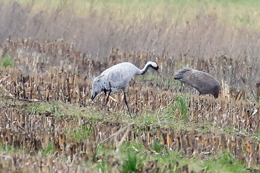 Common Crane - ML646274499