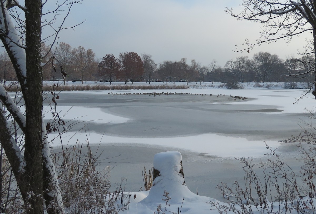 Canada Goose - ML646274500