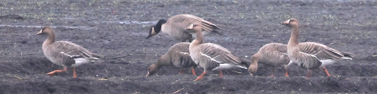 Greater White-fronted Goose - ML646274501