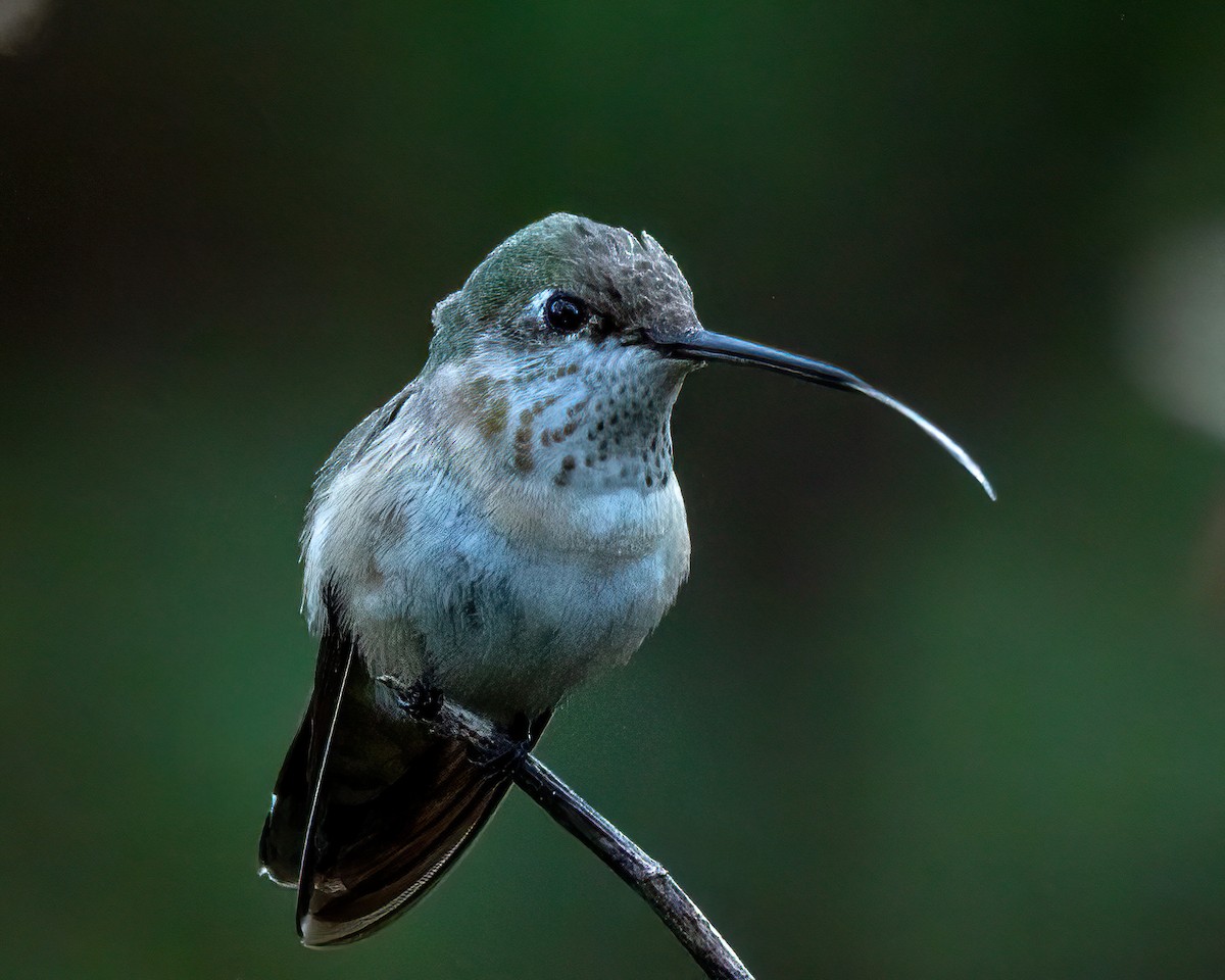 Calliope Hummingbird - ML646274502