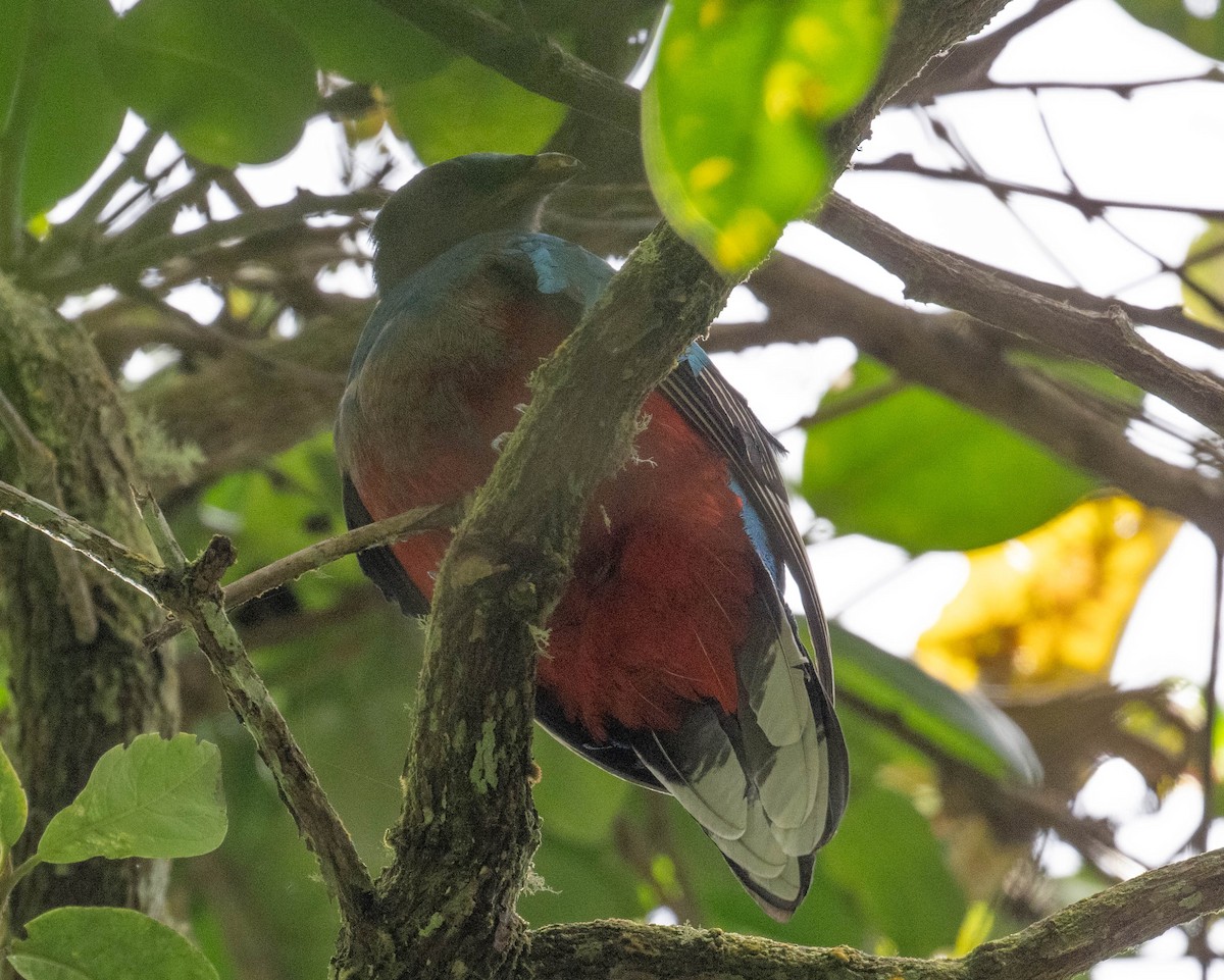 White-tipped Quetzal - ML646274503