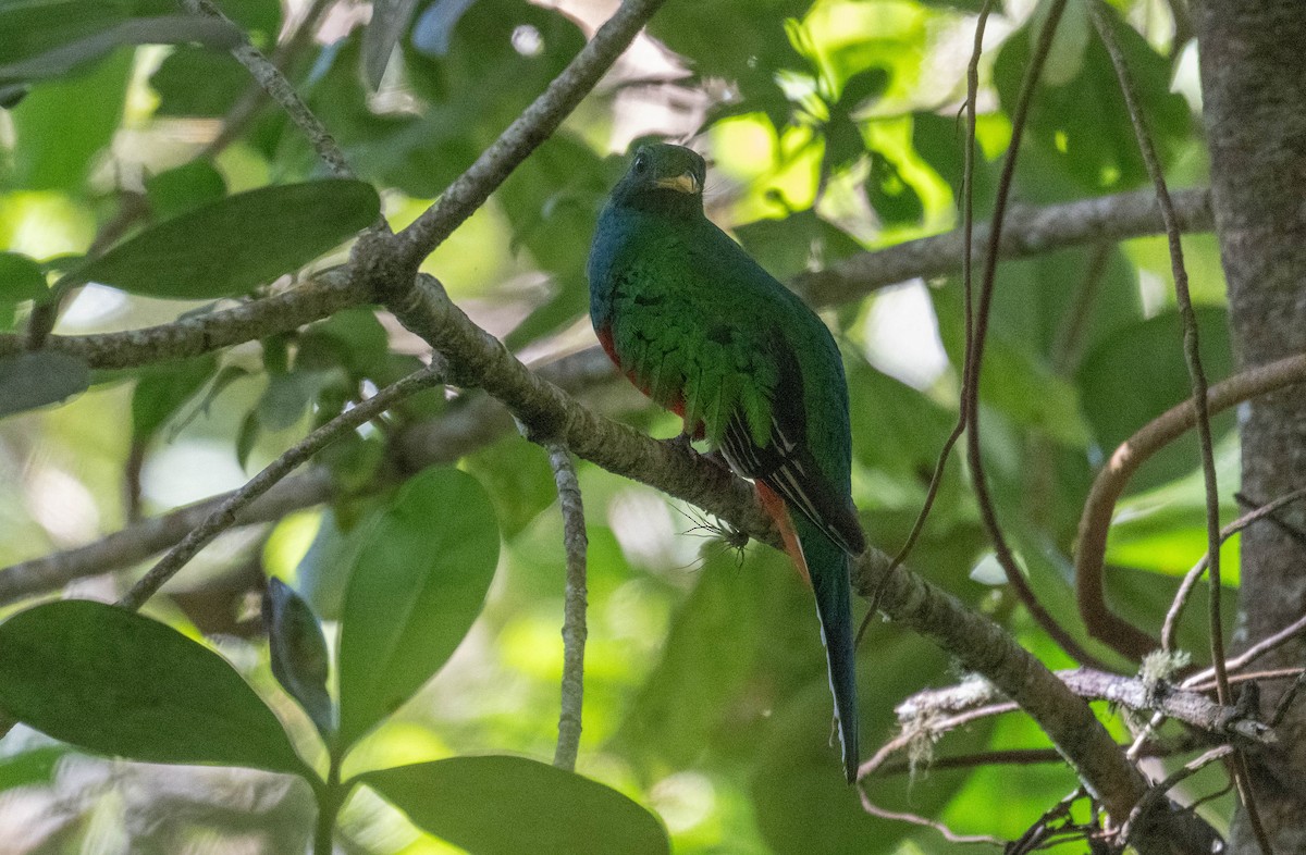 White-tipped Quetzal - ML646274504