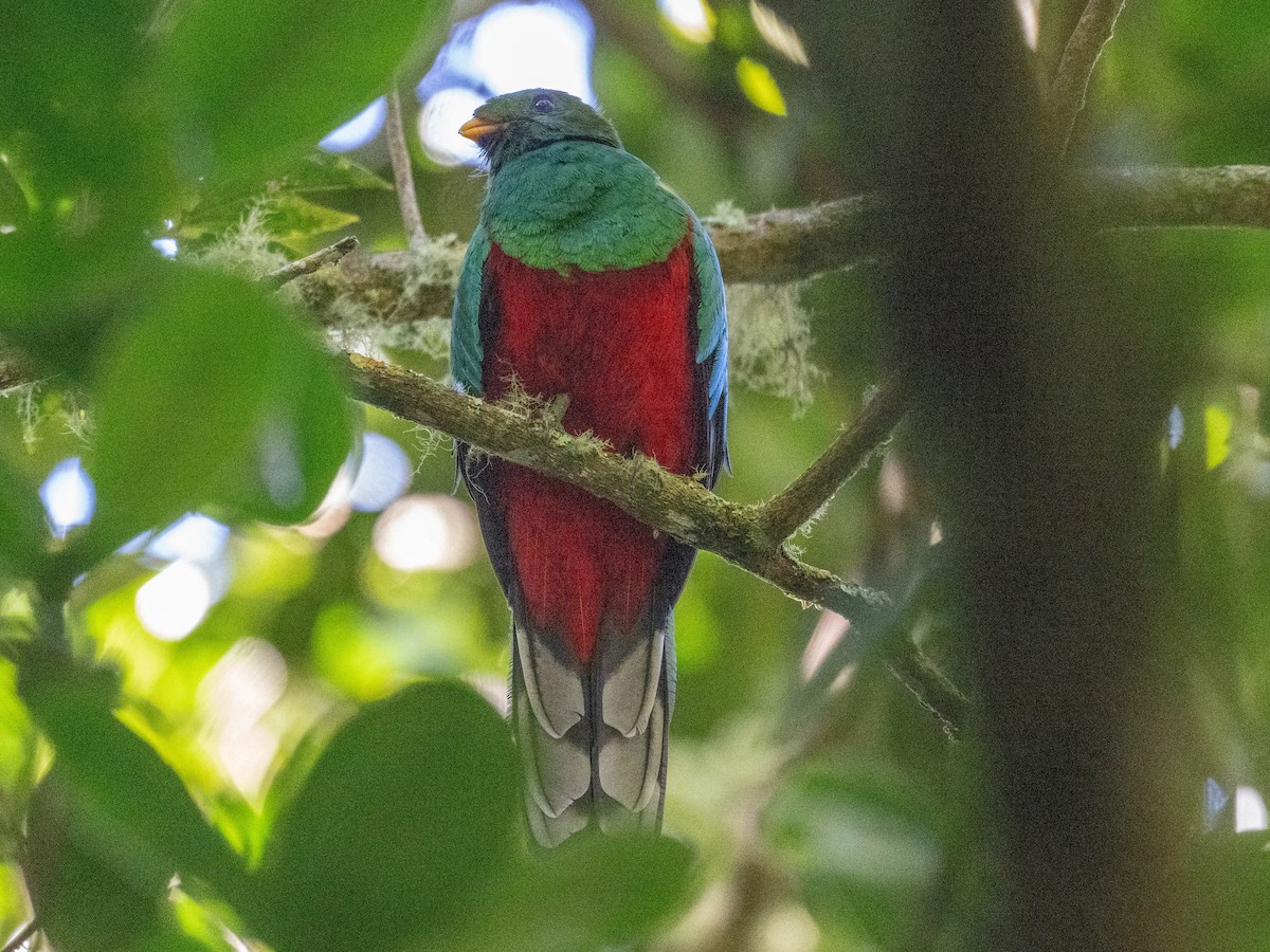 White-tipped Quetzal - ML646274505