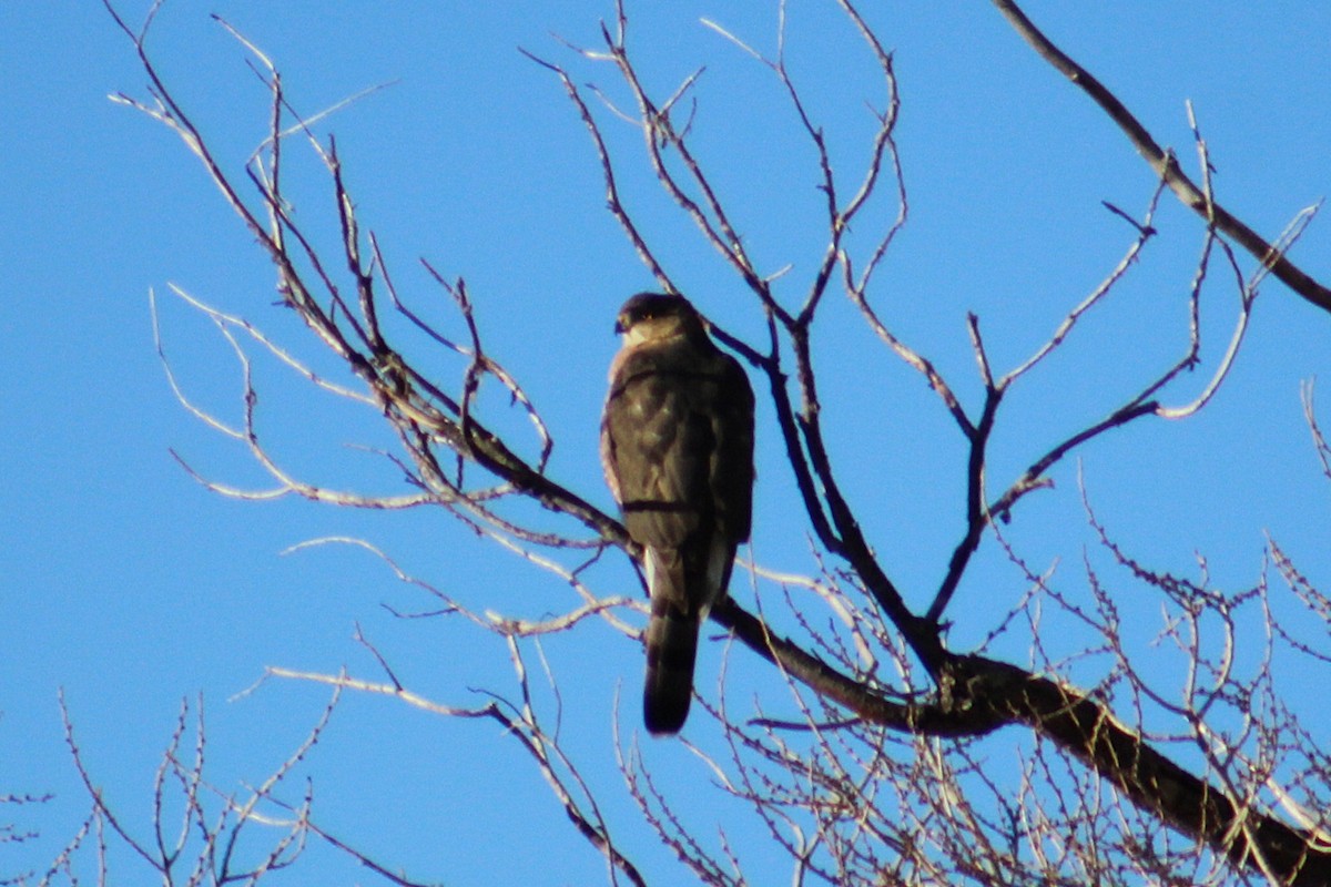 Cooper's Hawk - ML646274507