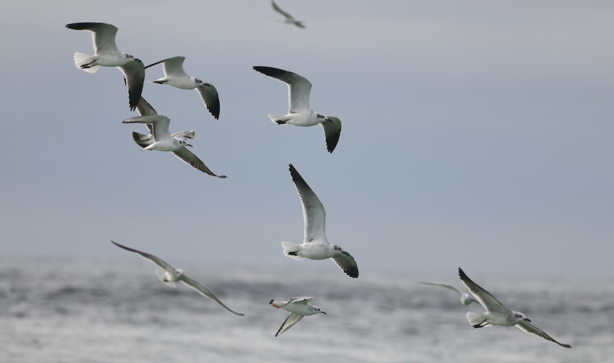 Laughing Gull - ML646274508