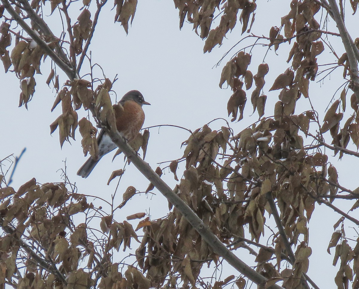 American Robin - ML646274509