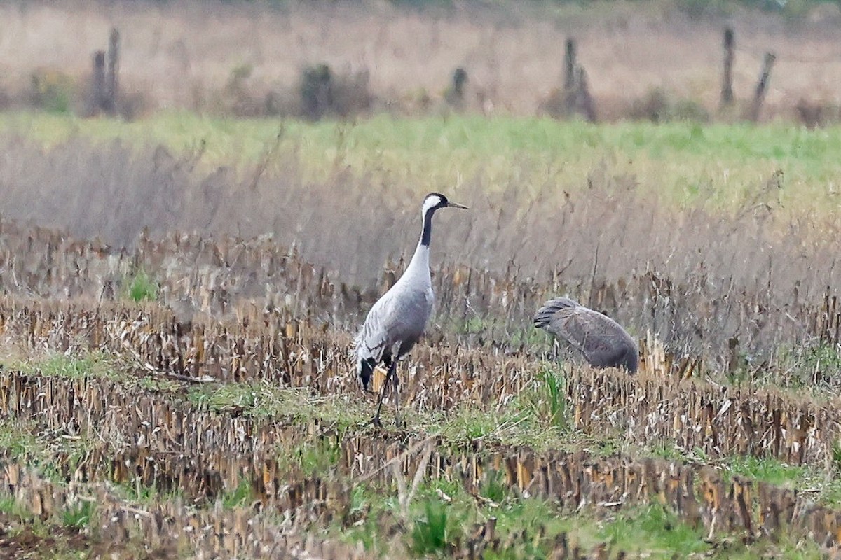 Common Crane - ML646274510