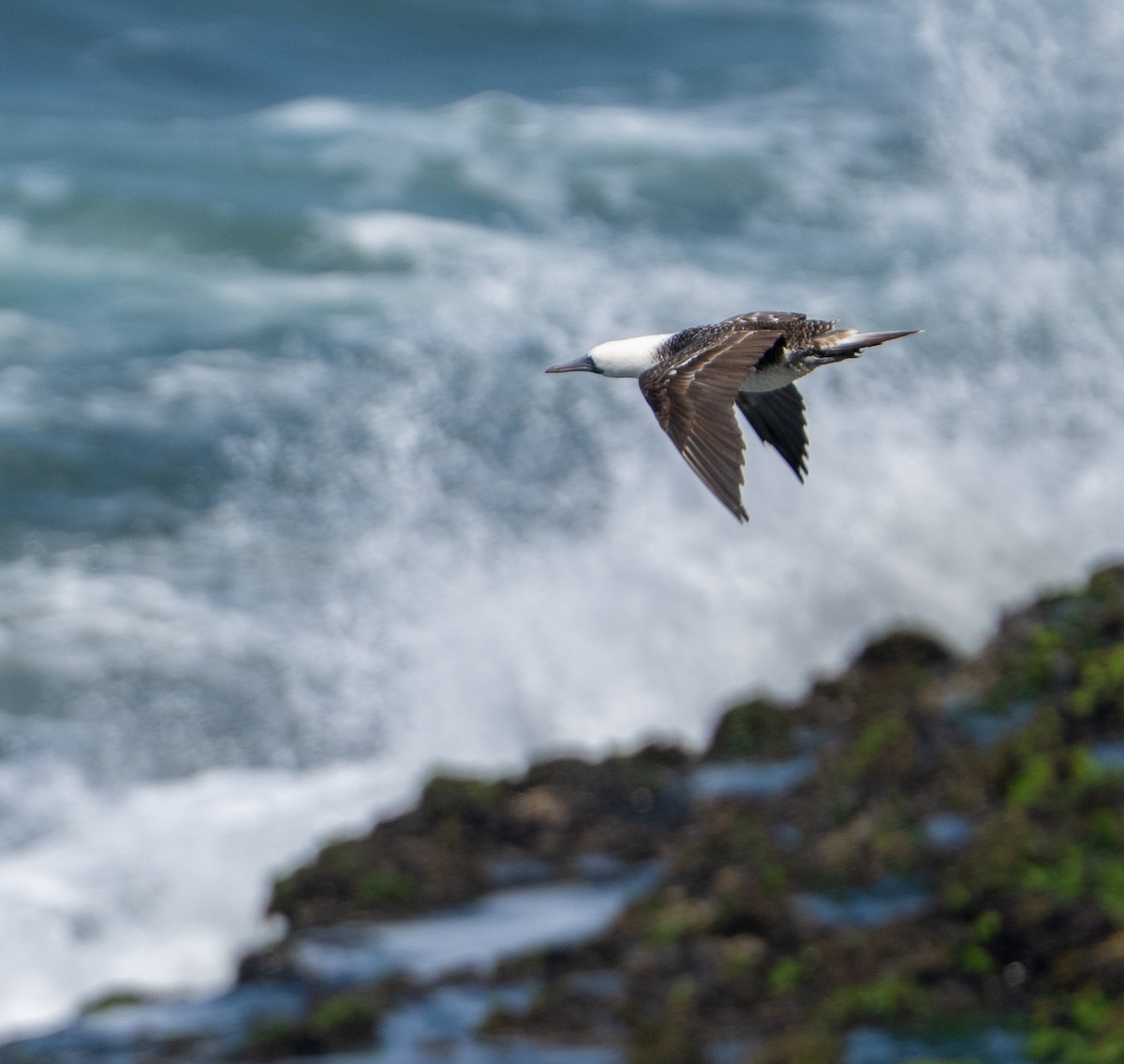 Peruvian Booby - ML646274511