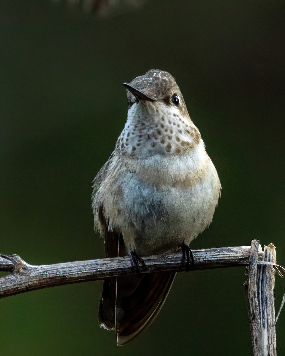 Calliope Hummingbird - ML646274512