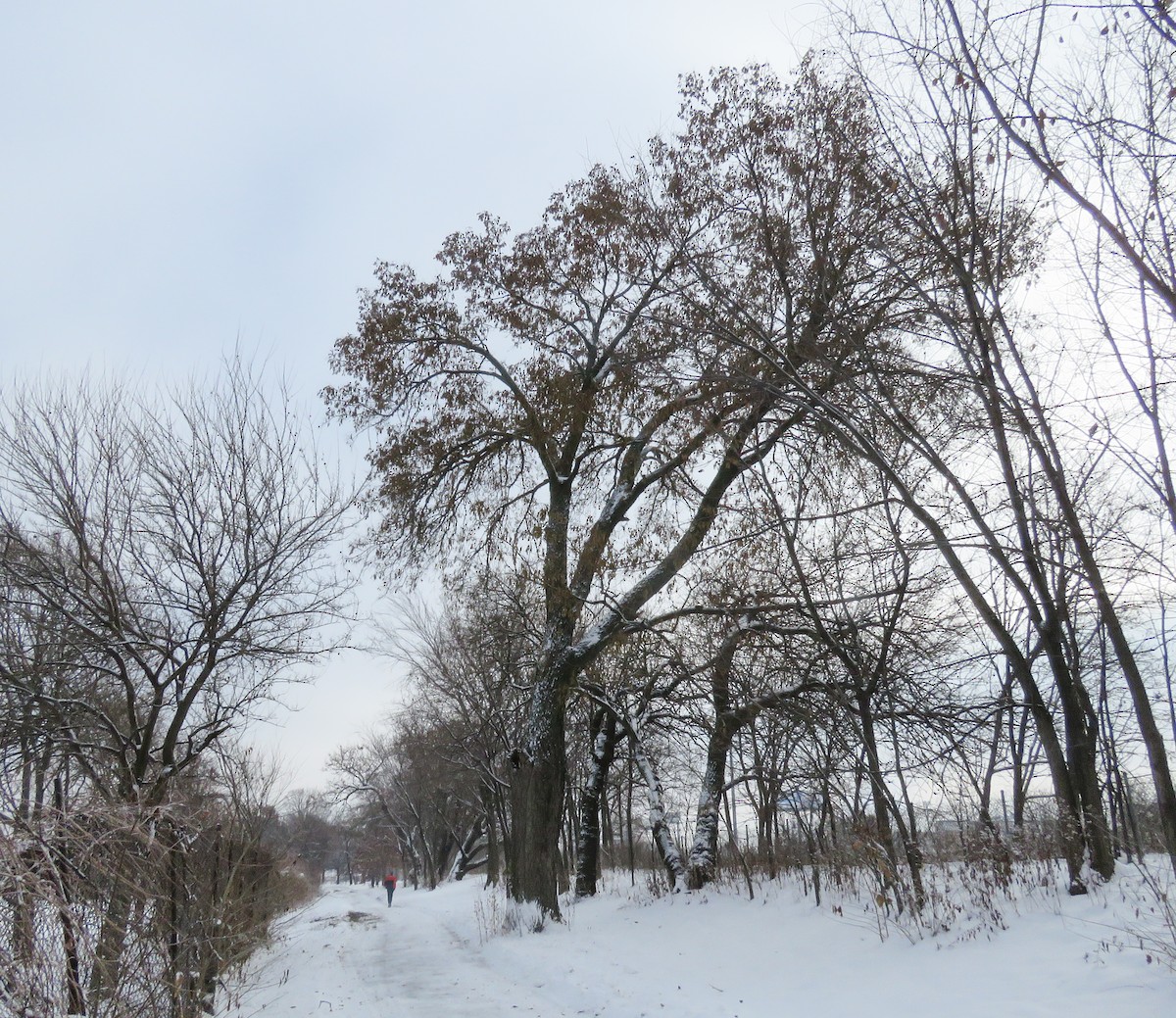 American Robin - ML646274513