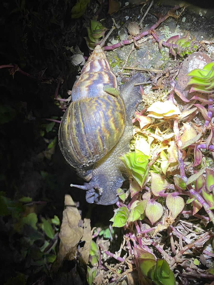 Giant Land Snails - ML646274514