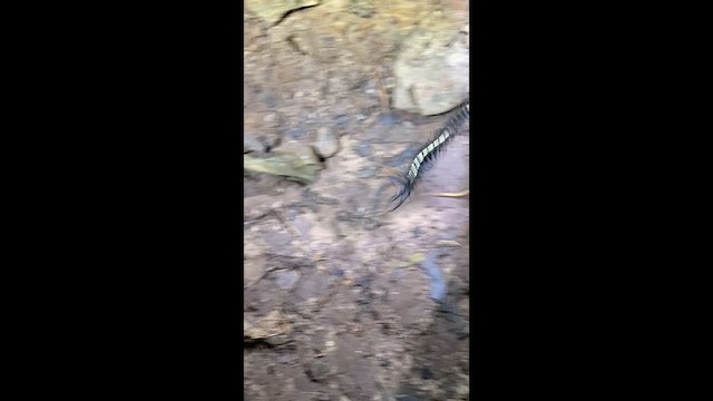 Centipedes - ML646274515