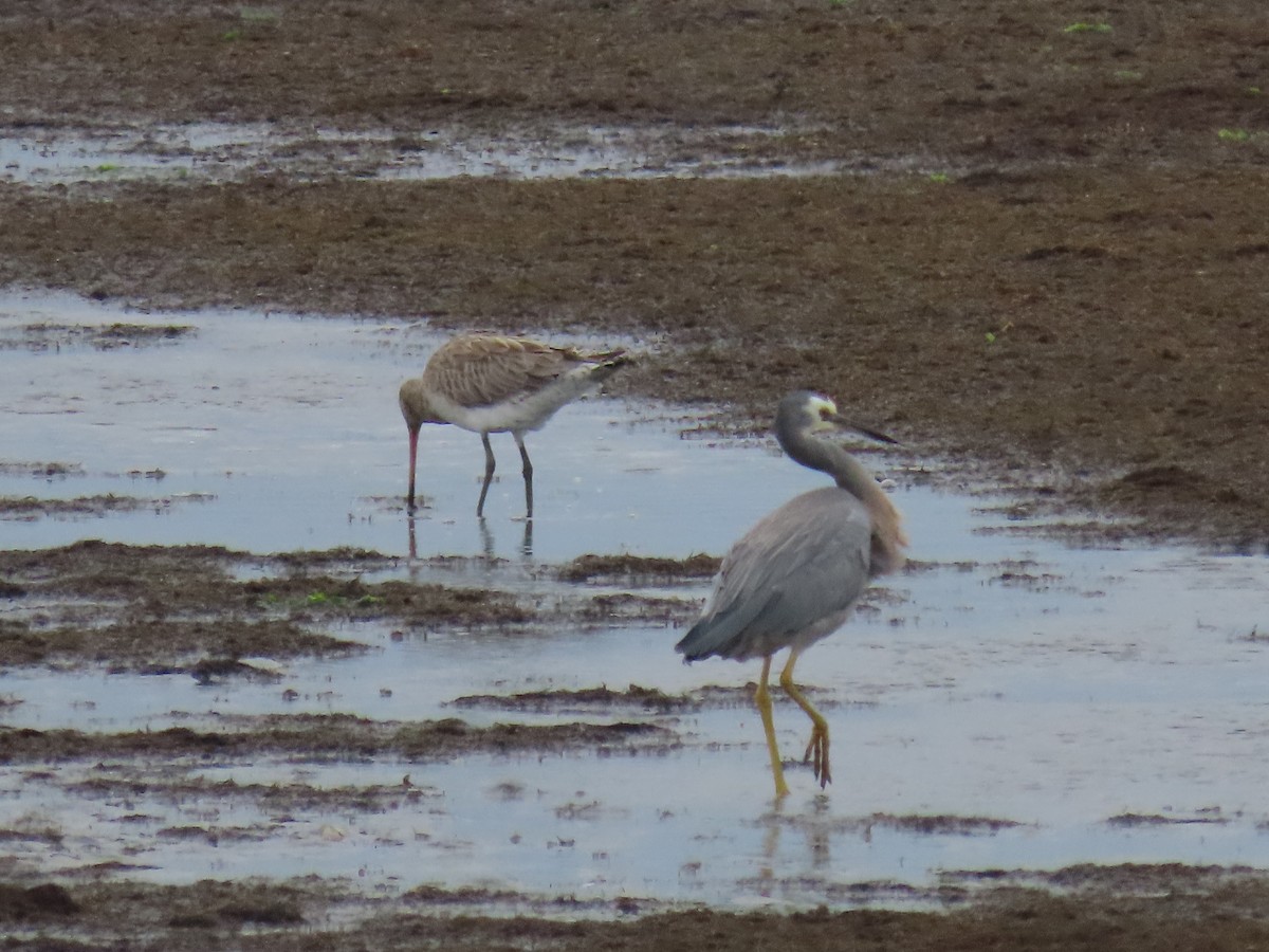 Bar-tailed Godwit - ML646274516