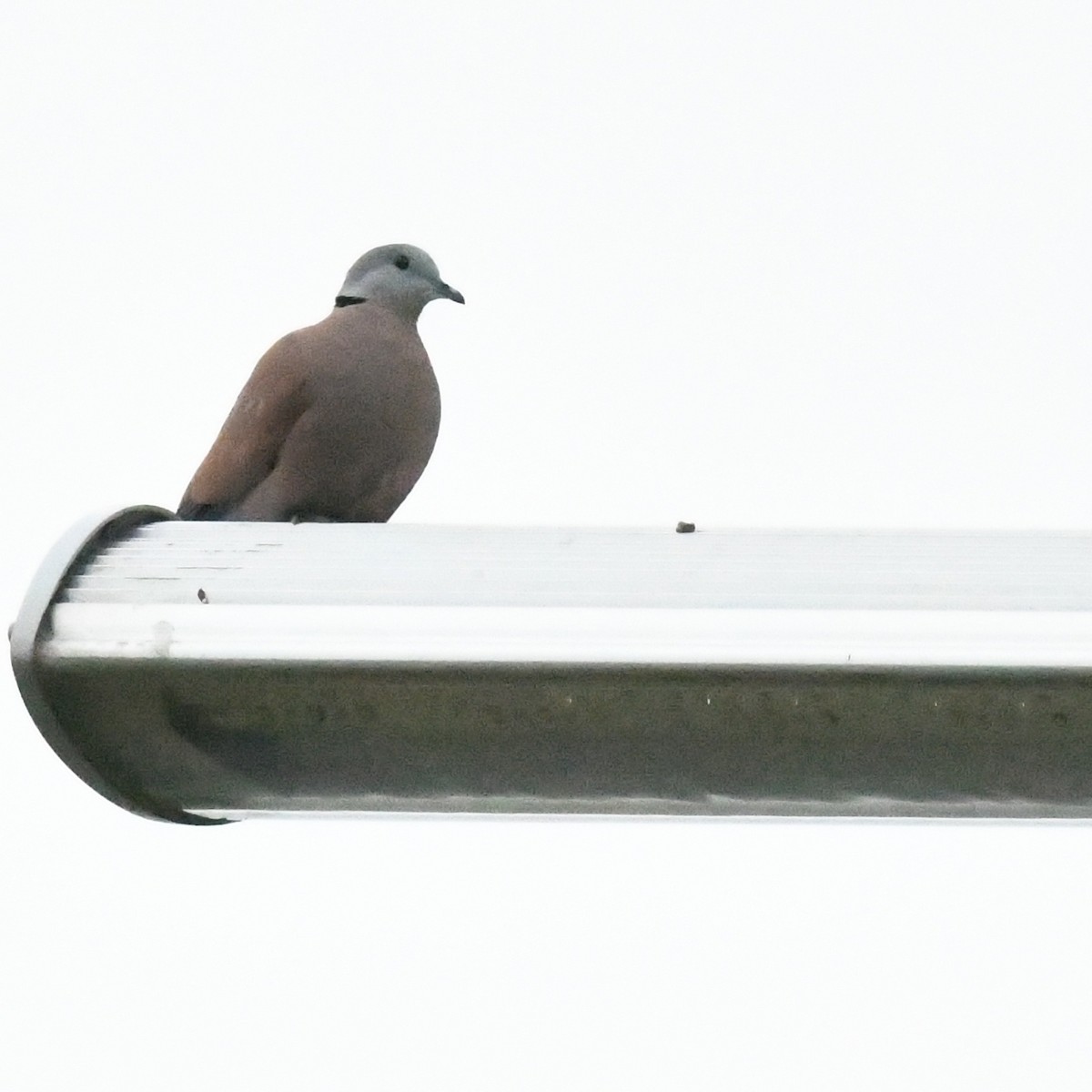Red Collared-Dove - ML646274517