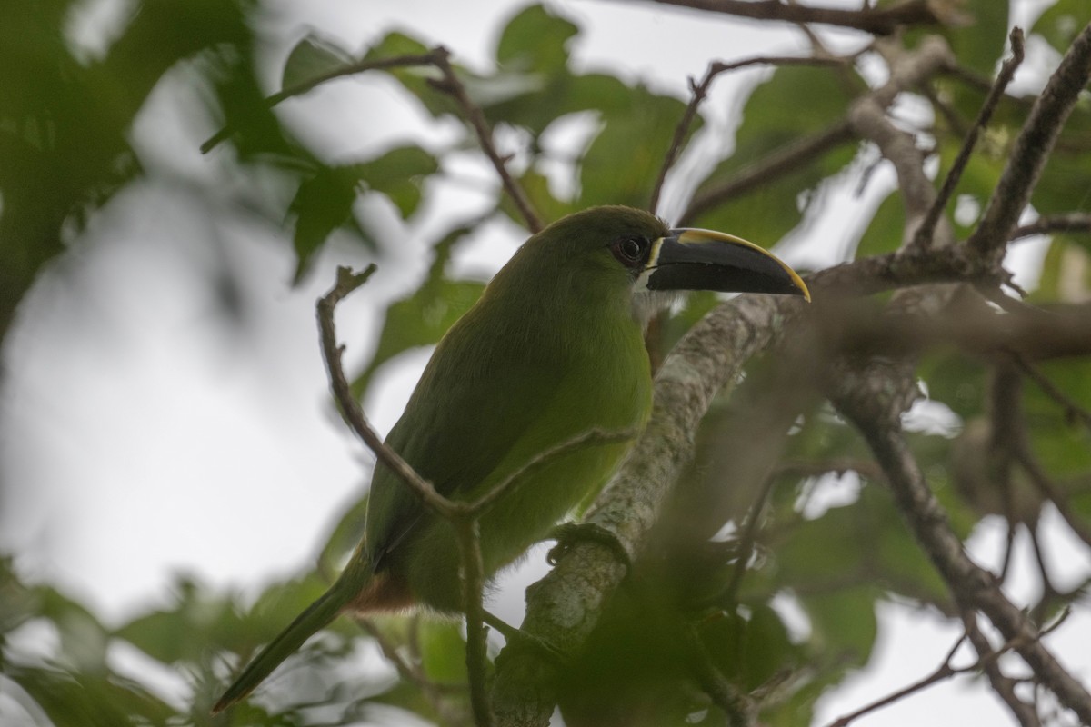 Southern Emerald-Toucanet (Santa Marta) - ML646274518