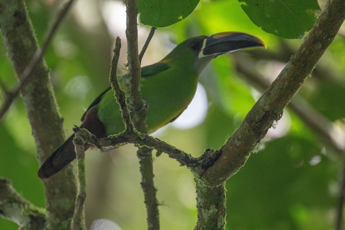 Southern Emerald-Toucanet (Santa Marta) - ML646274519