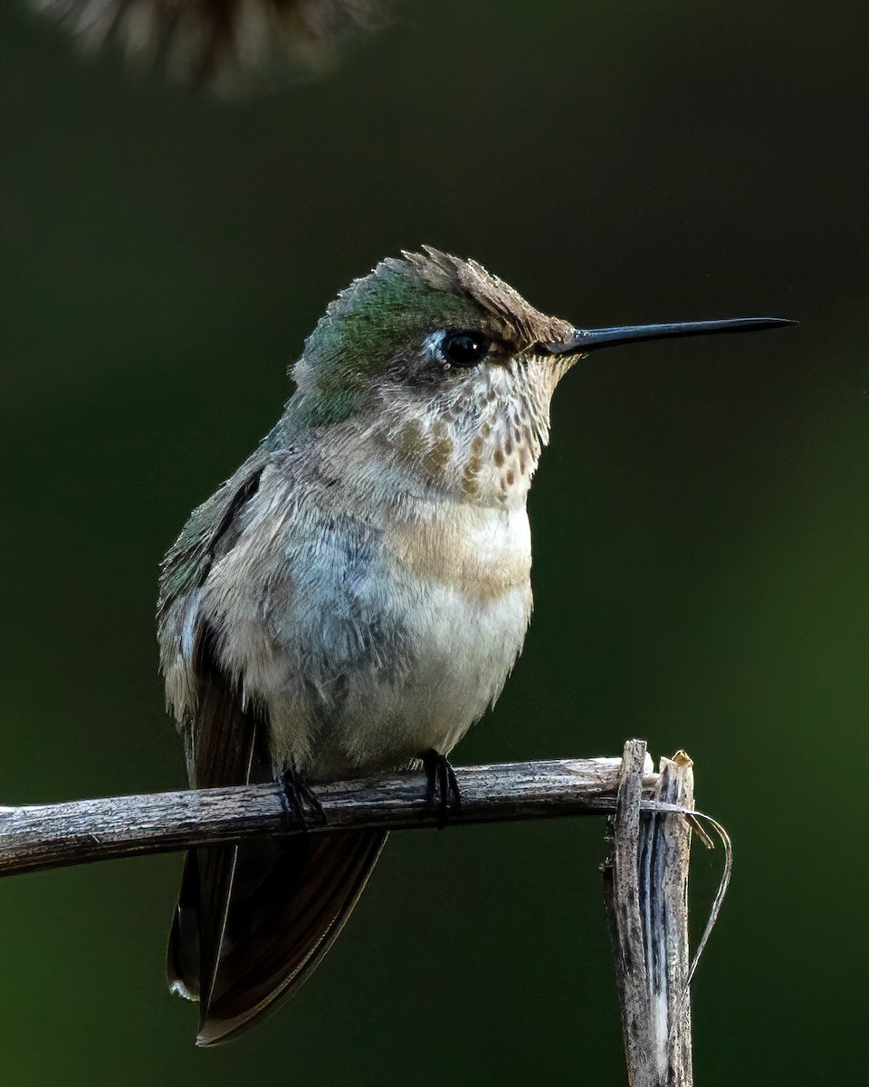 Calliope Hummingbird - ML646274522