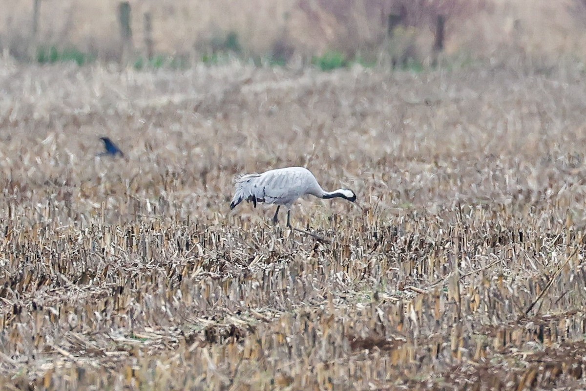 Common Crane - ML646274524