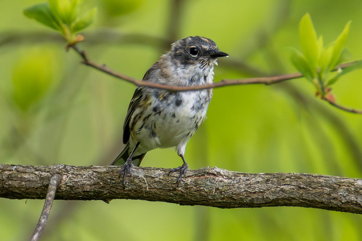 Yellow-rumped Warbler - ML646274526
