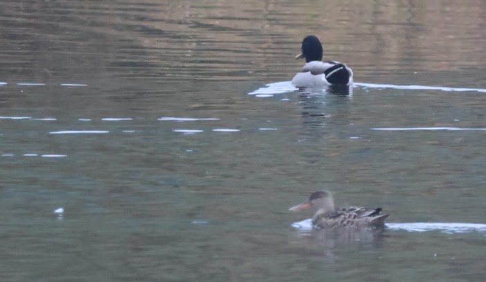 Northern Shoveler - ML646274527