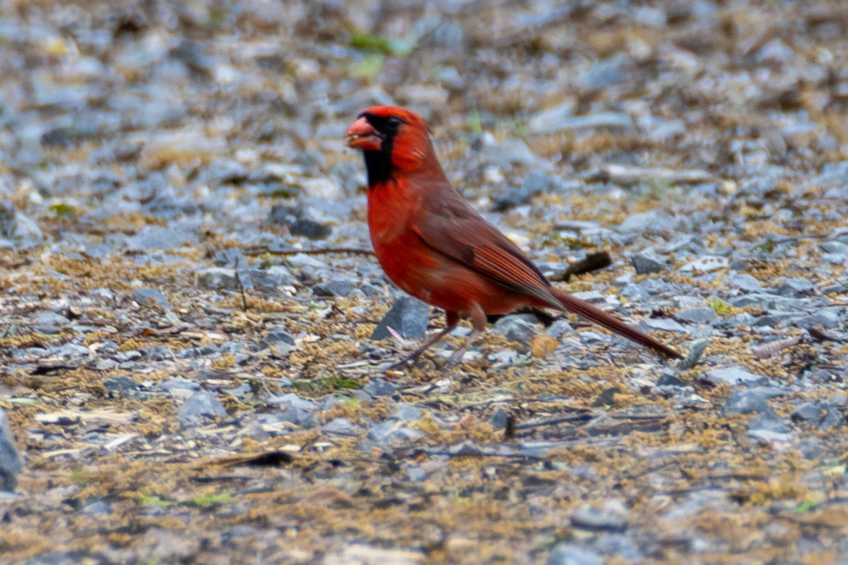 Northern Cardinal - ML646274528
