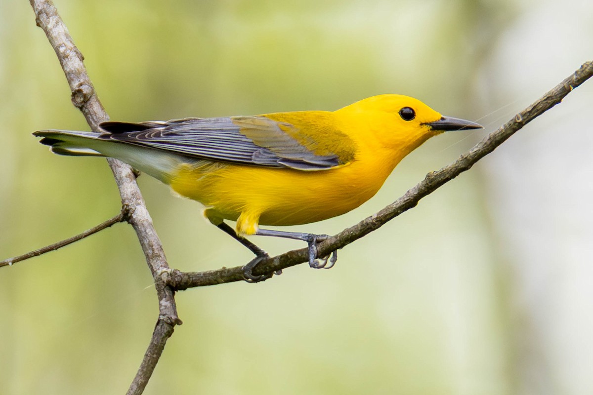 Prothonotary Warbler - ML646274534
