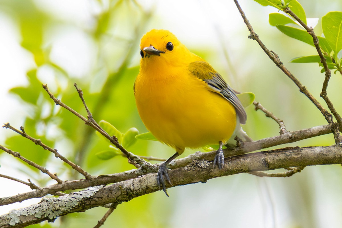 Prothonotary Warbler - ML646274535