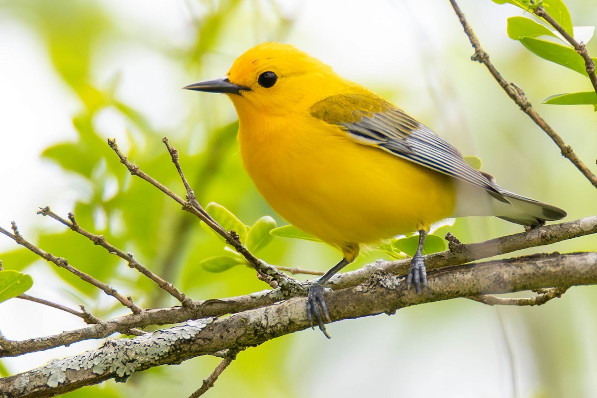 Prothonotary Warbler - ML646274536