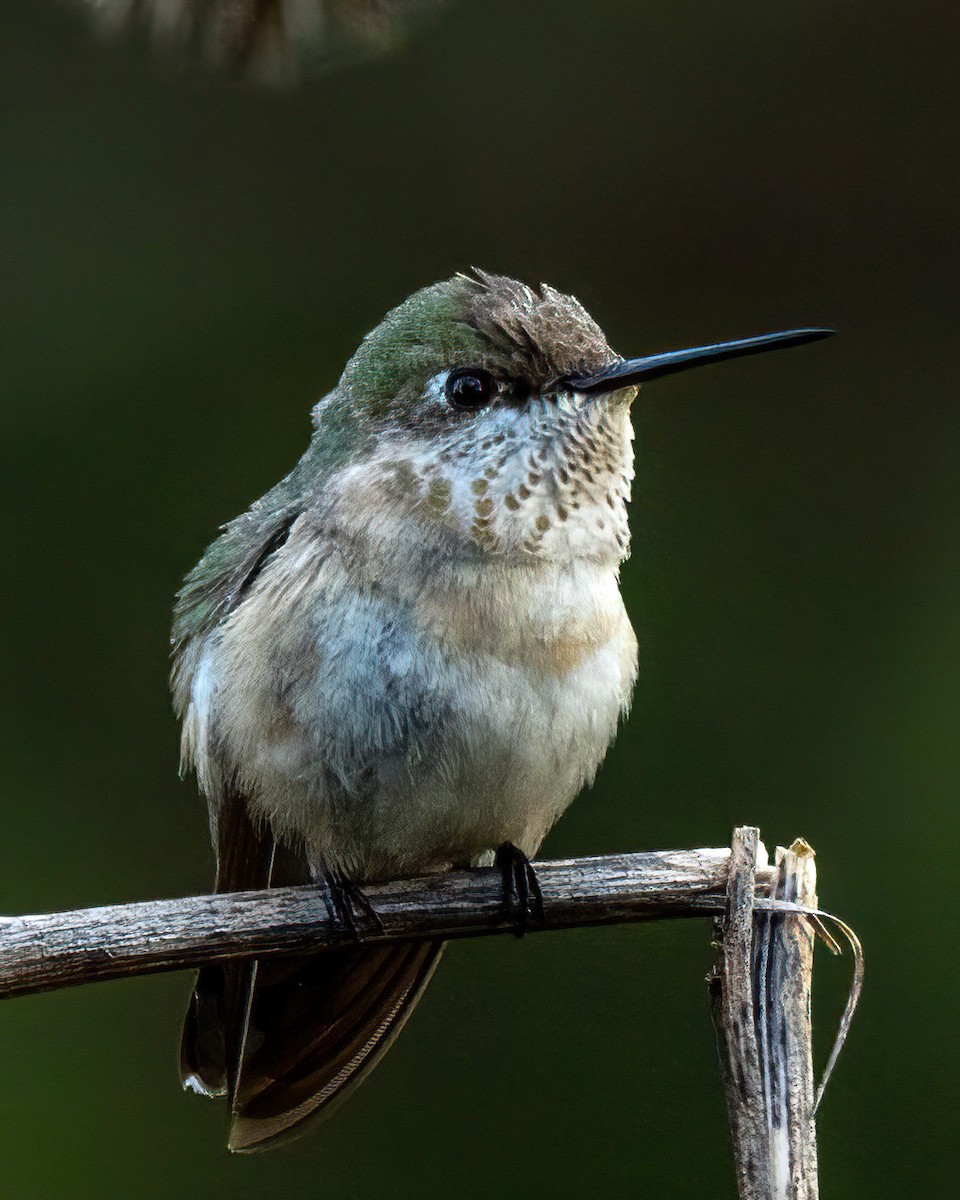 Calliope Hummingbird - ML646274539