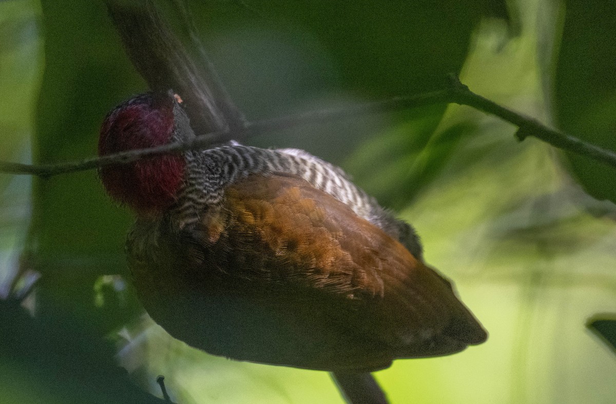 Golden-olive Woodpecker - ML646274540