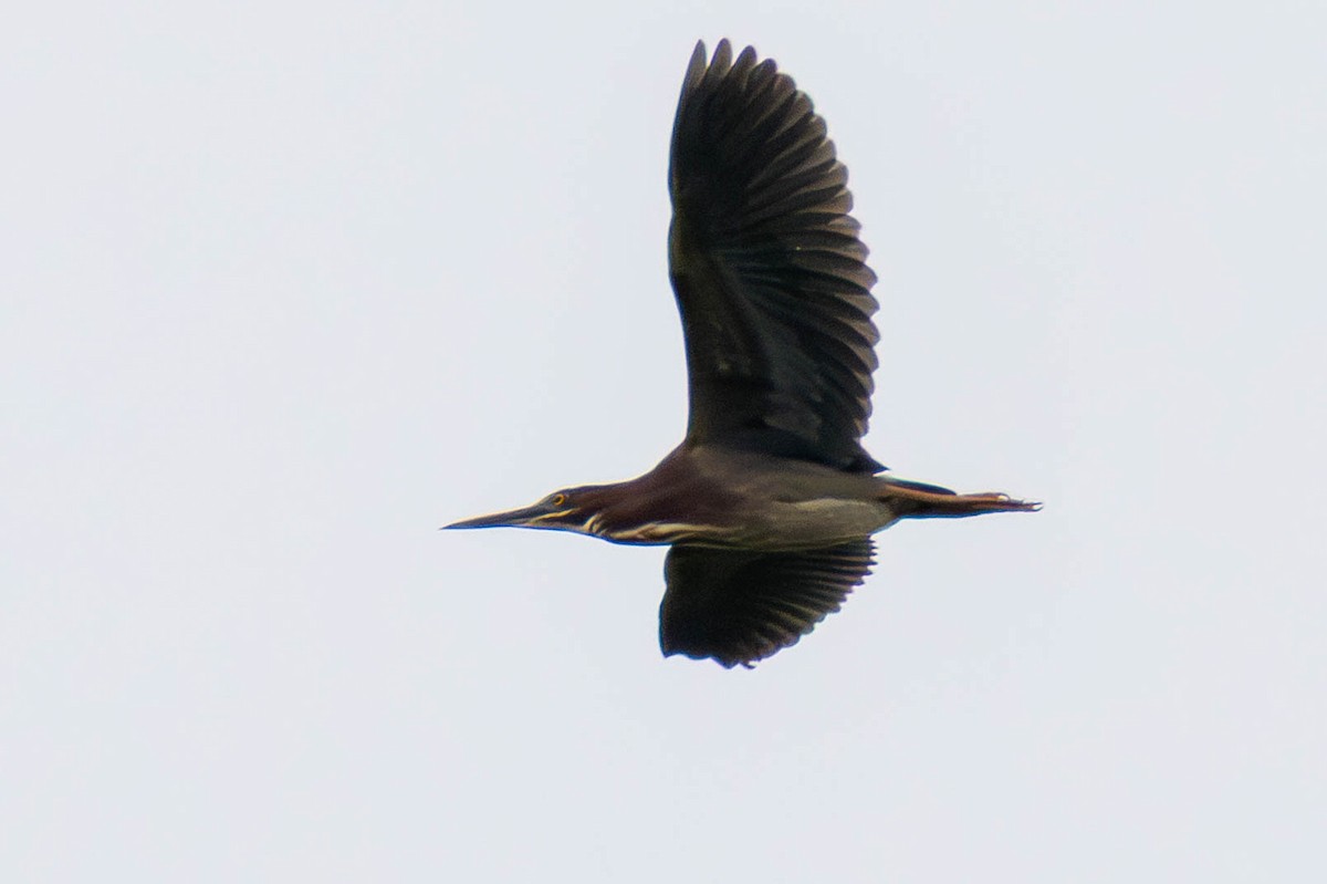 Green Heron - ML646274541