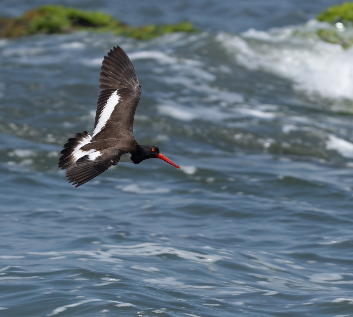 American Oystercatcher - ML646274543