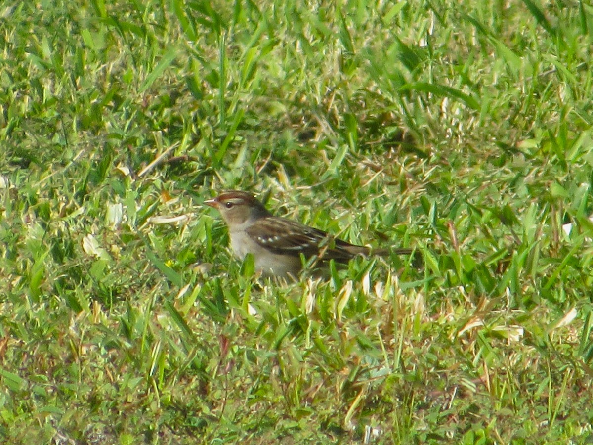 Porsuk Serçesi - ML646274544