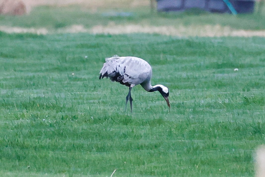 Common Crane - ML646274546
