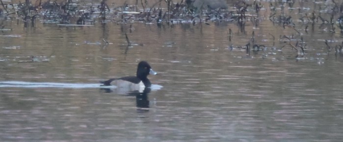 Ring-necked Duck - ML646274548
