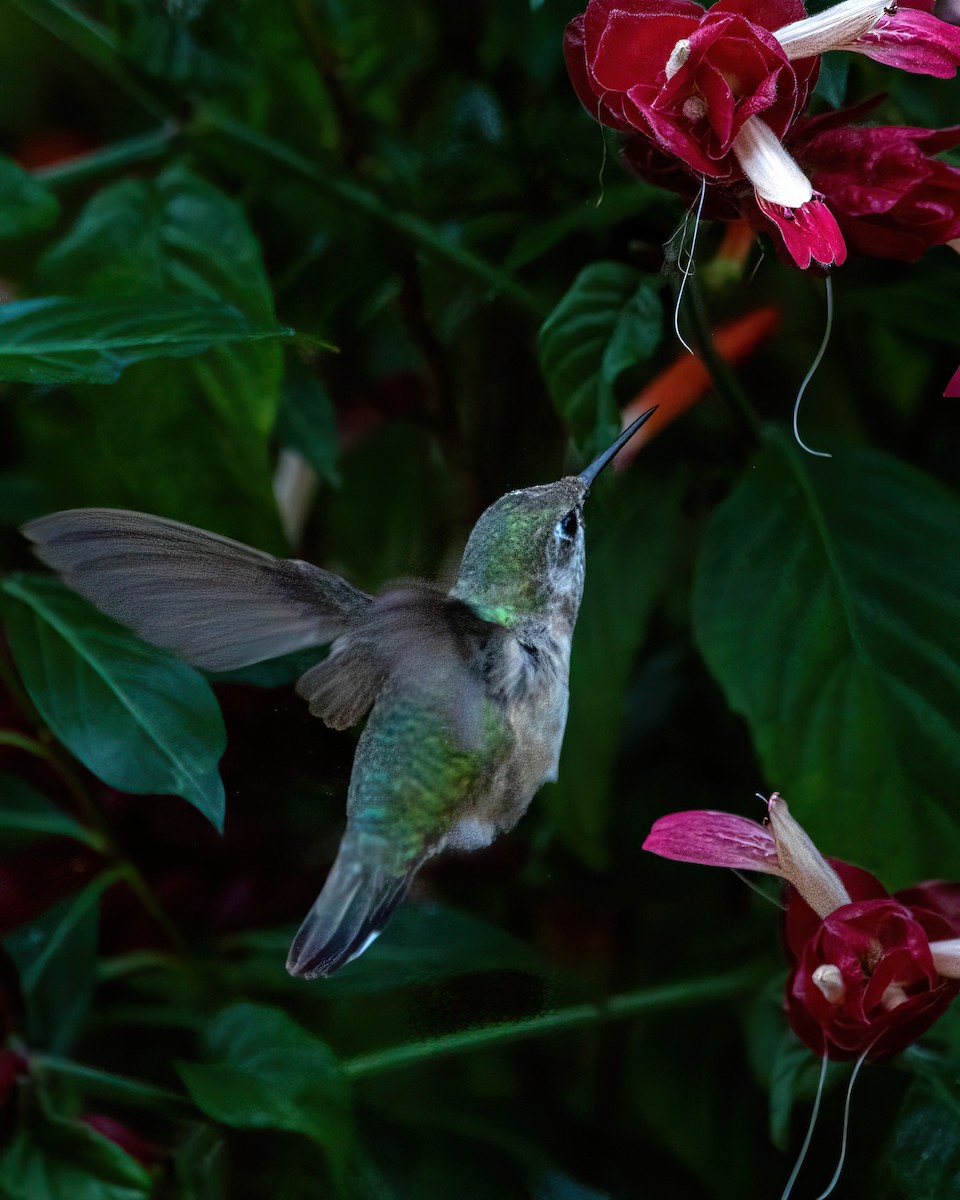Calliope Hummingbird - ML646274549