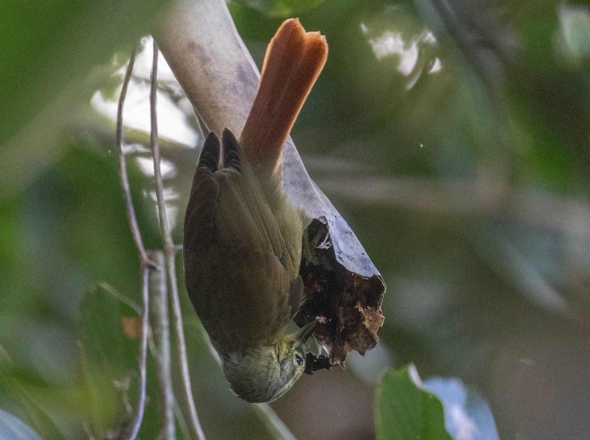 Montane Foliage-gleaner - ML646274553
