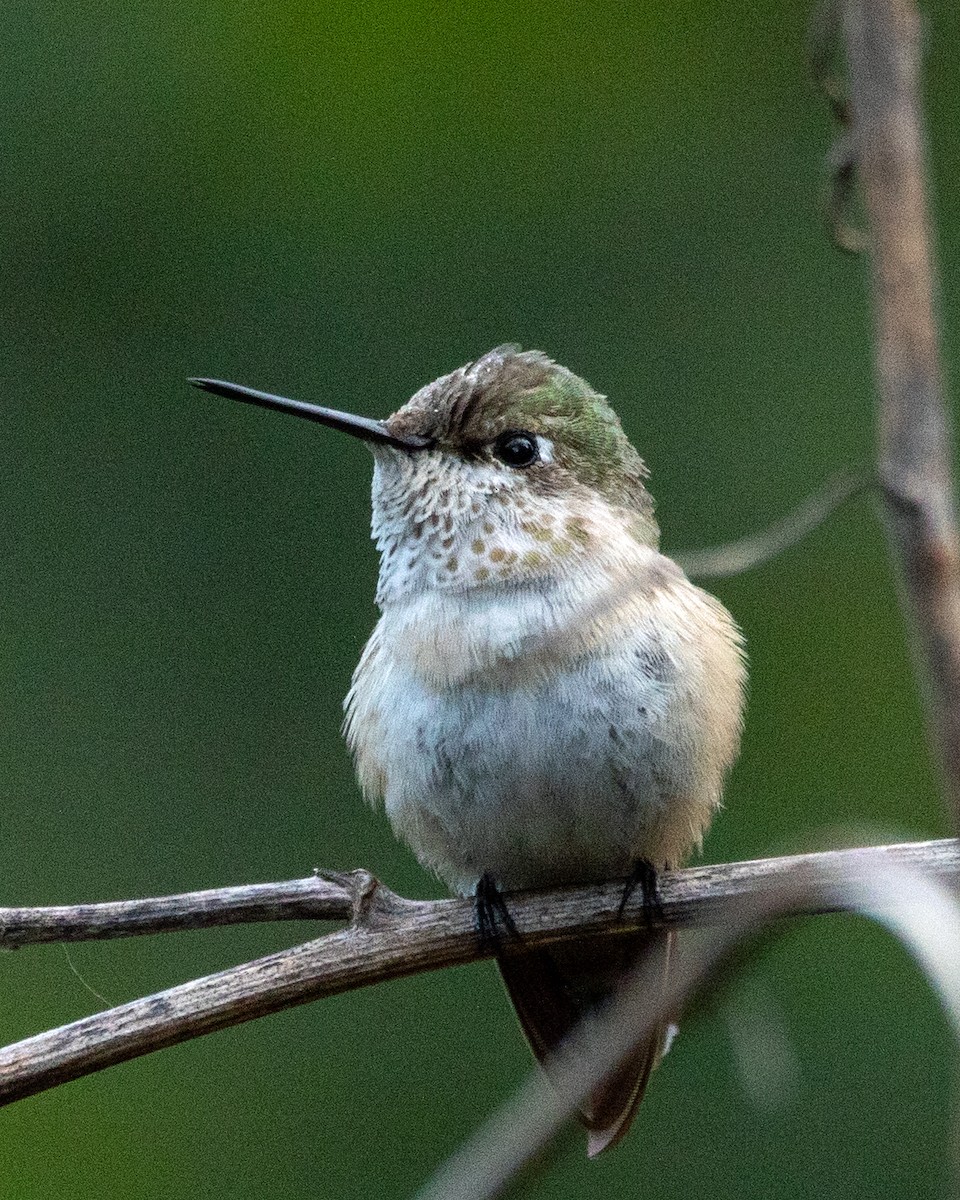 Calliope Hummingbird - ML646274556
