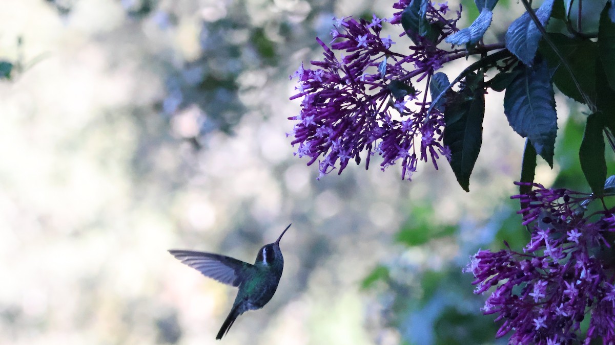 White-eared Hummingbird - ML646274557