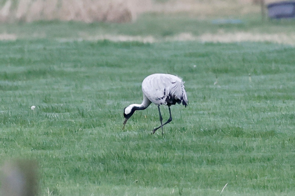 Common Crane - ML646274558