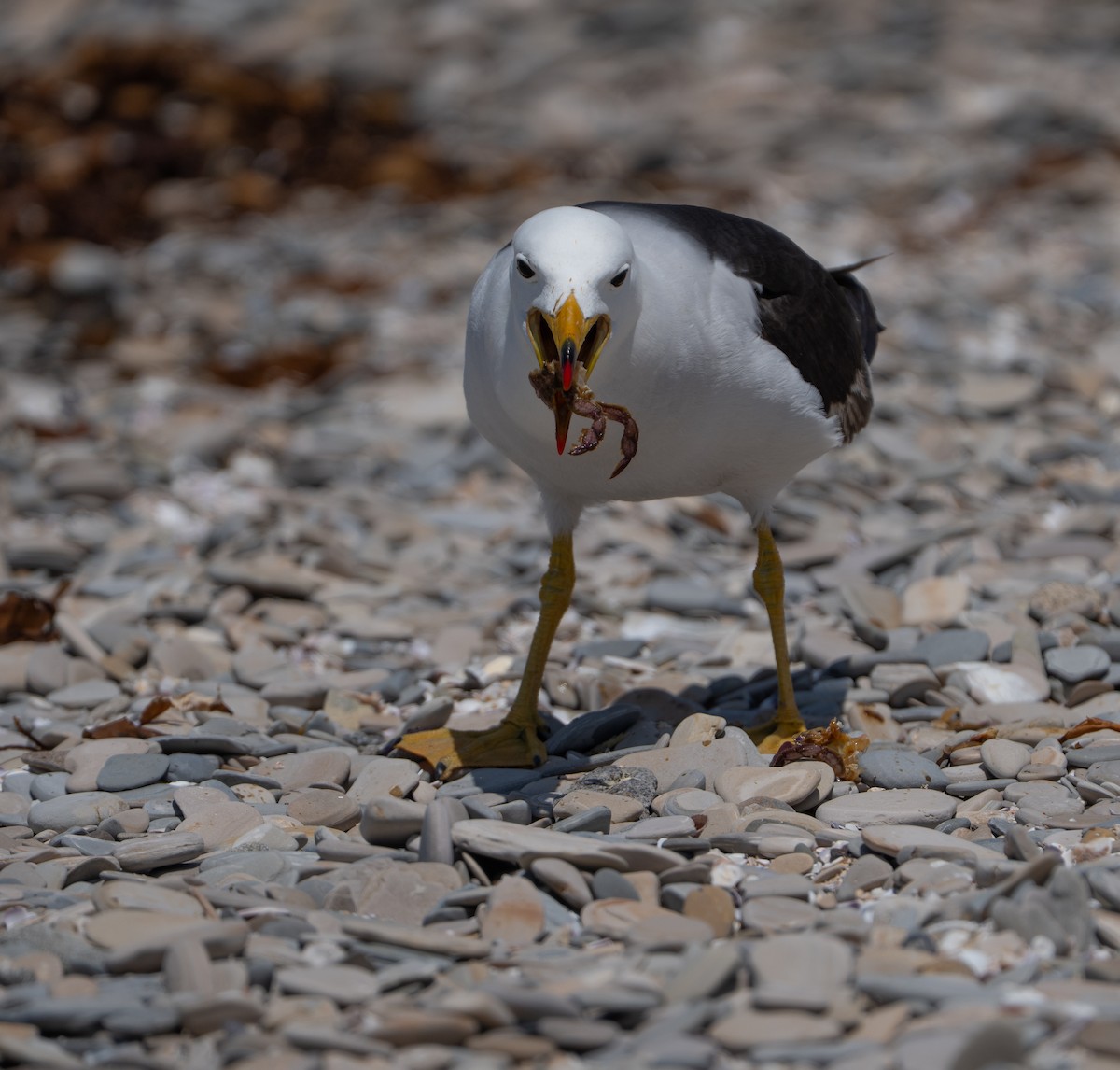 Belcher's Gull - ML646274559