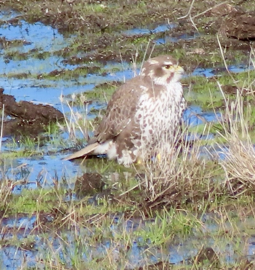Halcón Mexicano - ML646274569
