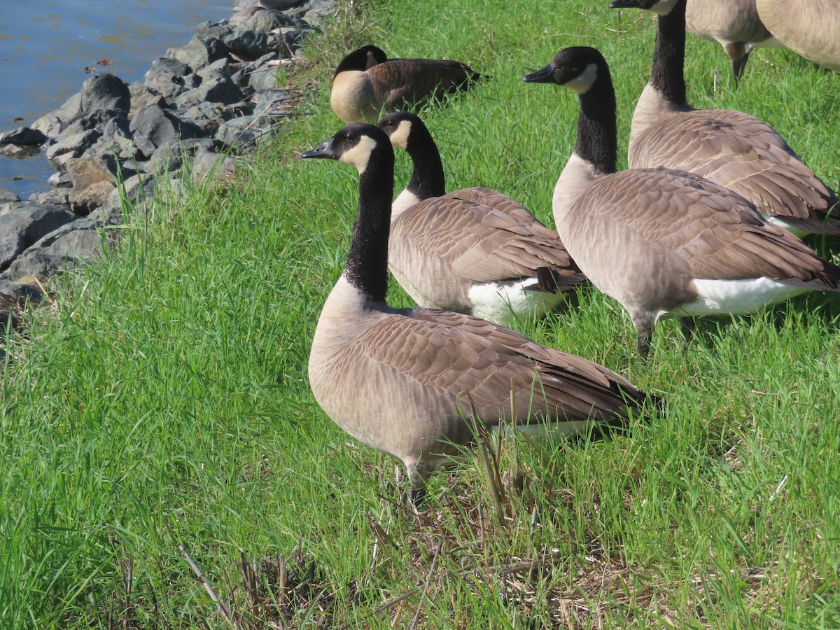 Canada Goose - ML646274570