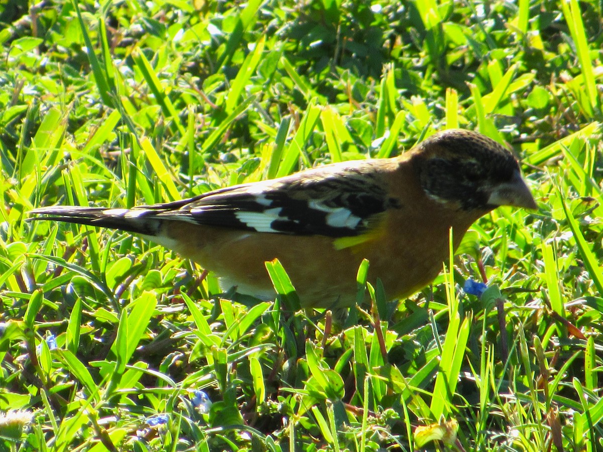 Black-headed Grosbeak - ML646274573