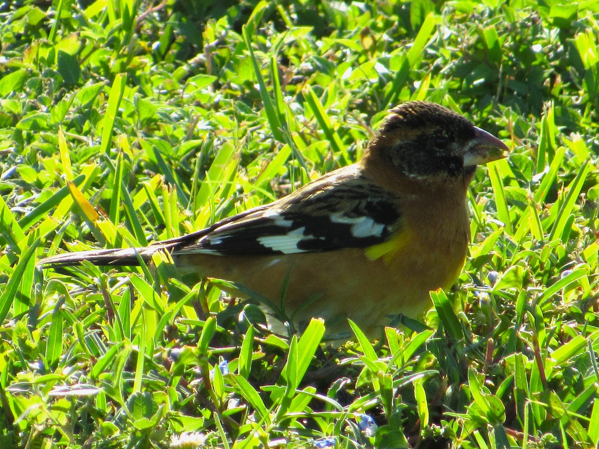 Black-headed Grosbeak - ML646274574
