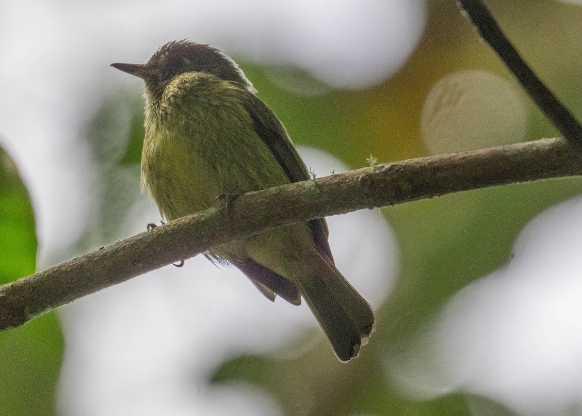 Olive-striped Flycatcher - ML646274576
