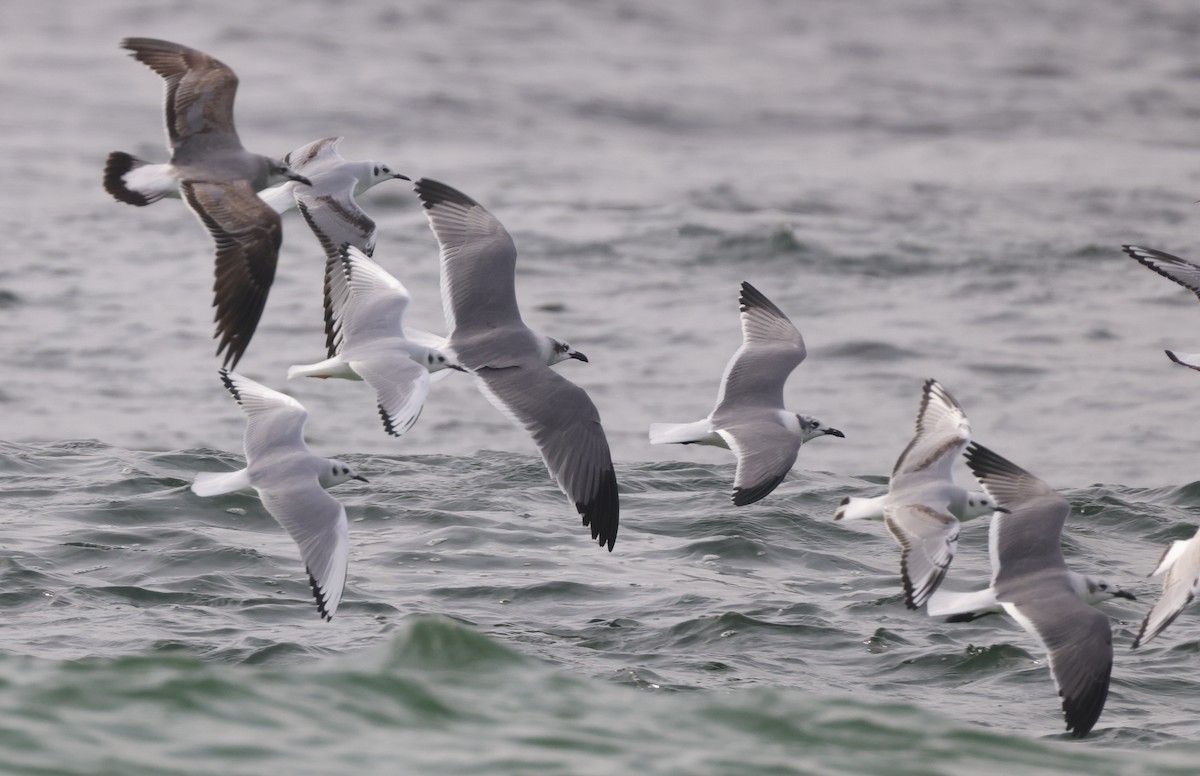 Gabbiano sghignazzante - ML646274578