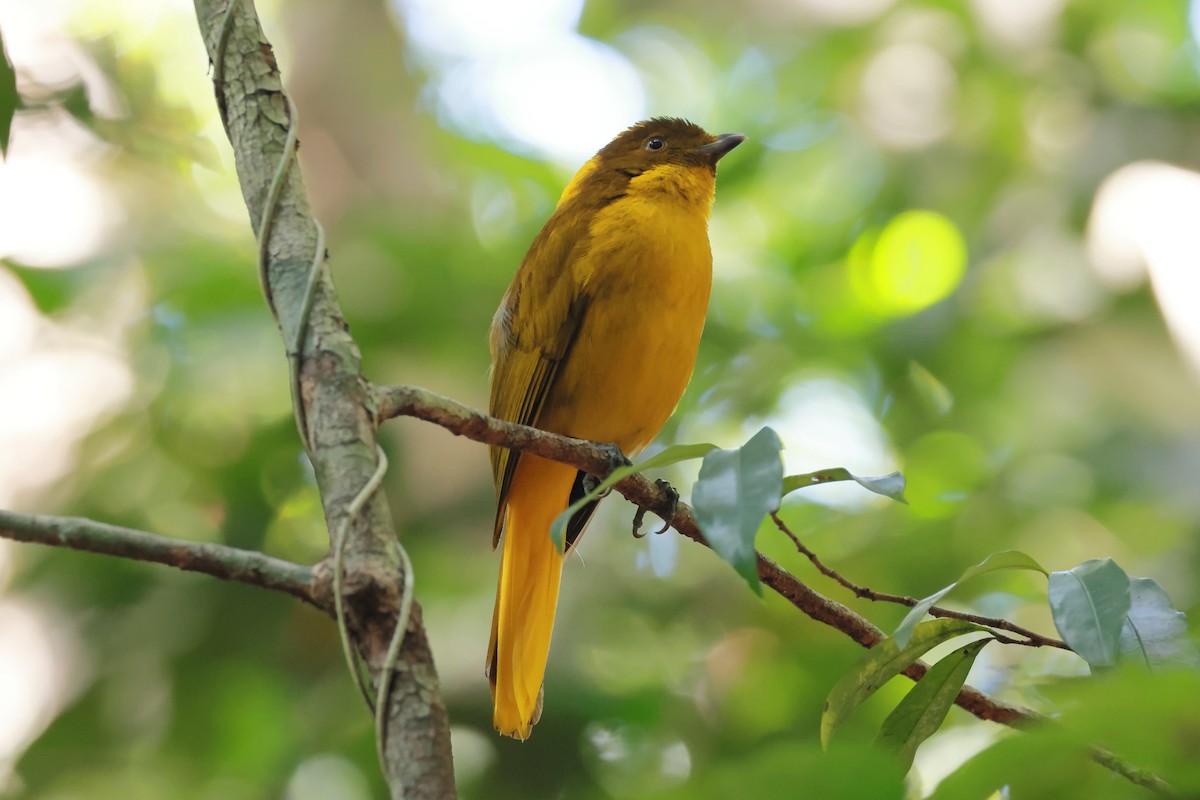 Golden Bowerbird - ML646274579