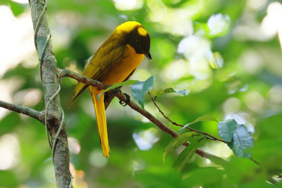 Golden Bowerbird - ML646274580